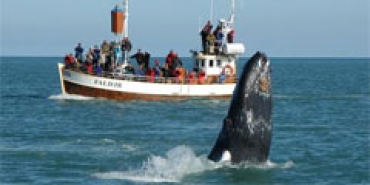 В Исландии можно понаблюдать за китами