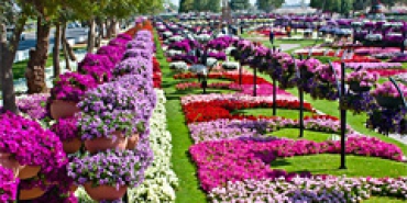 В ОАЭ открылся парк цветов
