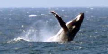 Австралия приглашает на сезон наблюдения за китами