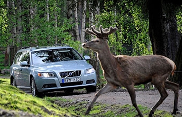 Автомобили Volvo научат останавливаться перед дикими животными