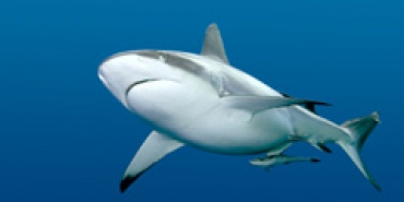 Египетский турбизнес зарабатывает на акулах сотни тысяч долларов
