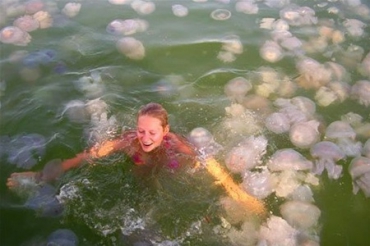 Побережье Болгарии подверглось нашествию медуз
