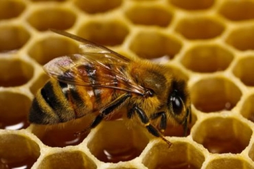 Житомирщина остается без пчел