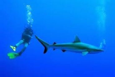 В Дубае можно безопасно поплавать с акулами