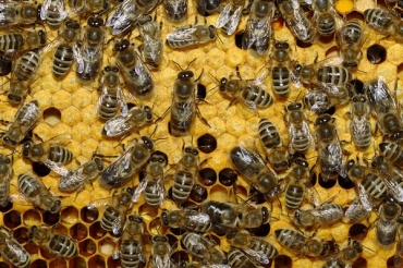Пчелы умеют считать