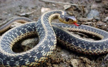 Ядовитые змеи на Украине