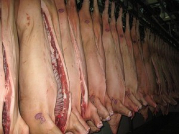 Украинское свиноводство