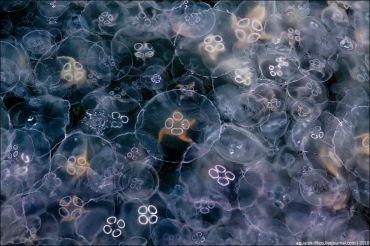 Защитные сети против медуз