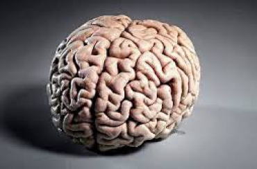 Штучно вырощенный человеческий мозг в пробирке уже не фантастика