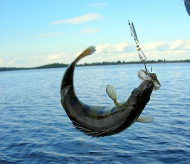 Способы ловли и фирменные приманки для ленивой рыбалки