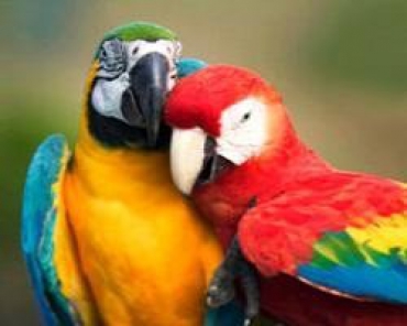 Немецкое брачное агентство для попугаев