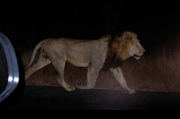 У Тбілісі чоловік став жертвою нападу лева
