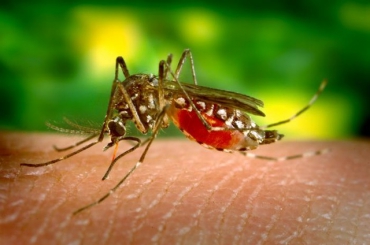 В Италии будут бороться с пособниками комаров