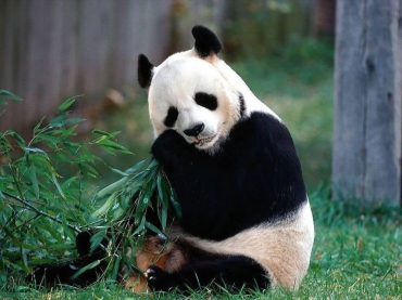 Панда решила стать беременной, чтобы получить льготы