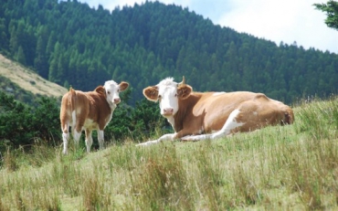 Альпийские коровы убили туристку