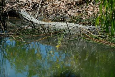 В Австралии женщина стала жертвой крокодила