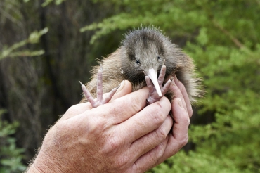 В Новой Зеландии будут уничтожены все хищники